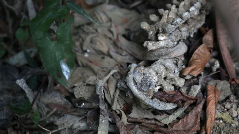 Human bones, including a spinal column, are seen in a shallow grave in Inn Din on December 8, 2017.