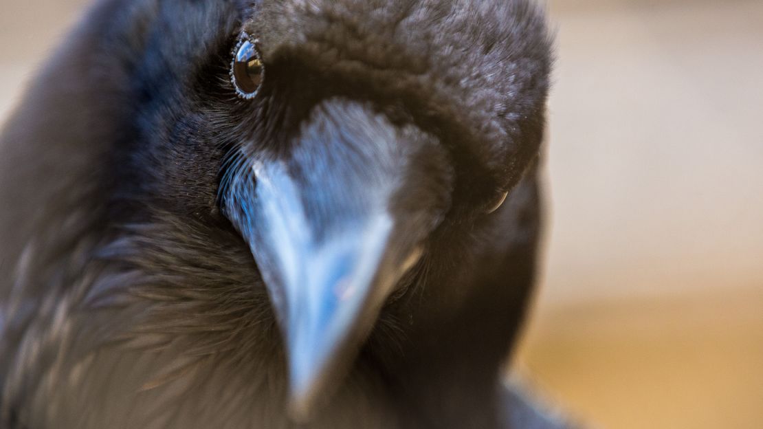 The ravens are the true VIPs of the Tower of London.