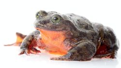 A Bolivian water frog named "Romeo" has been looking for his "Juliet" for nearly a decade to save his species.
