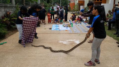 A team from Sioux Snake Rescue catches a python in Jakarta.