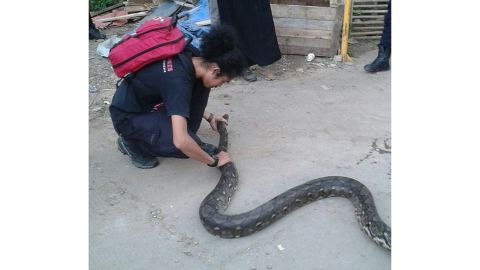 A team from Sioux Snake Rescue catches a snake in Jakarta.