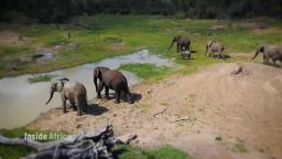Inside Africa Saving elephants by crossing borders B_00000000.jpg