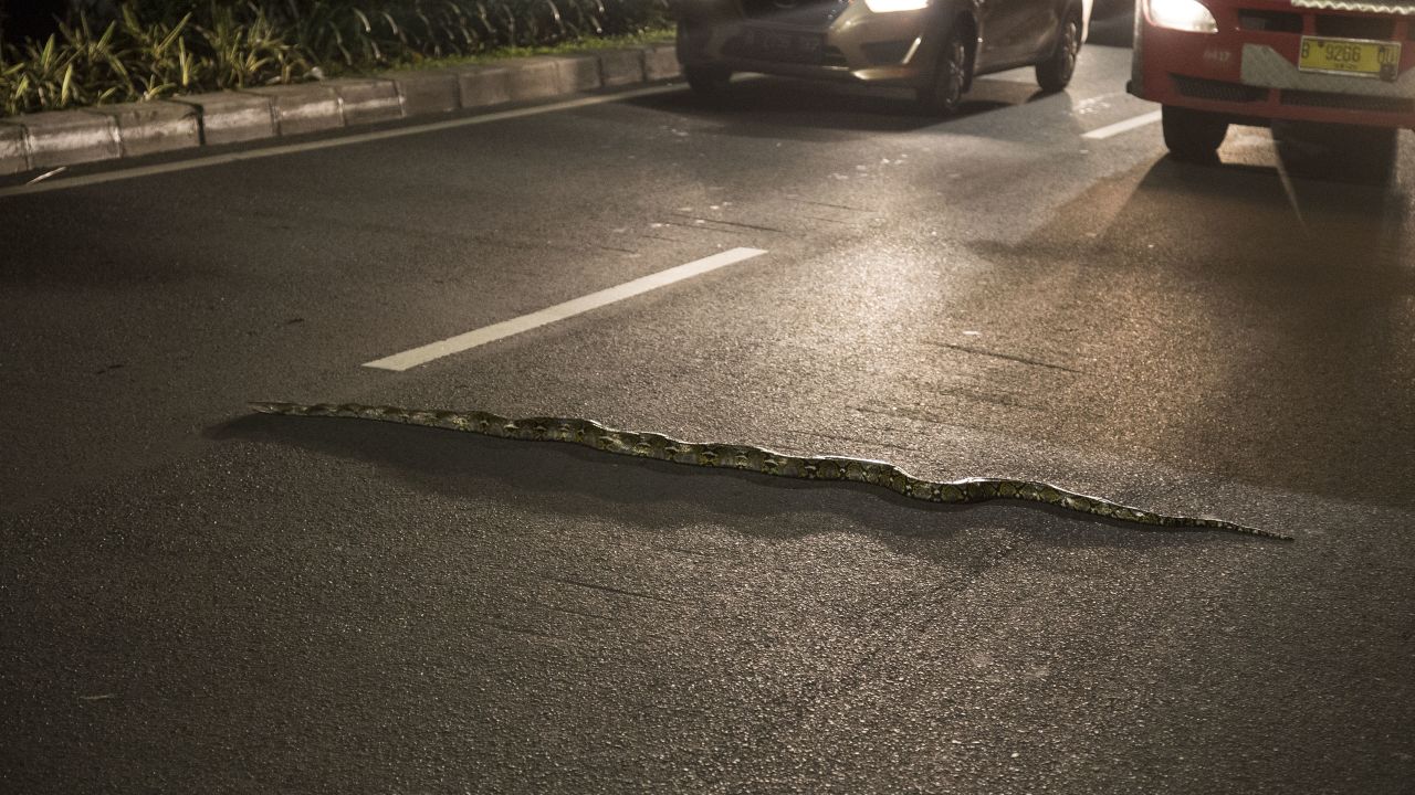 A python found on the street at Halim, Jakarta causes a traffic jam on 8 December, 2016.