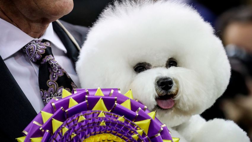 NEW YORK, NY - FEBRUARY 13: Best in Show winner Flynn, a Bichon Frise, poses for photos at the conclusion of the 142nd Westminster Kennel Club Dog Show at The Piers on February 13, 2018 in New York City. The show is scheduled to see 2,882 dogs from all 50 states take part in this year's competition. (Photo by Drew Angerer/Getty Images)