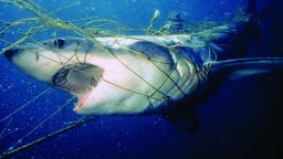 Sharks are often bycatches of commercial species like tuna and swordfish. 