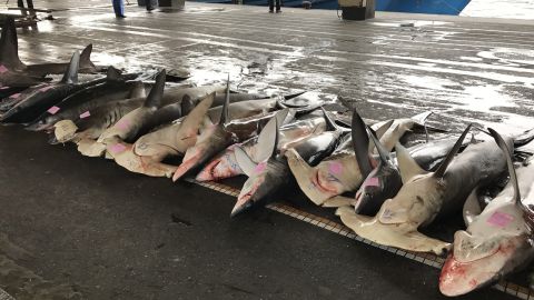 Harmmerhead sharks at a port in Taiwan 