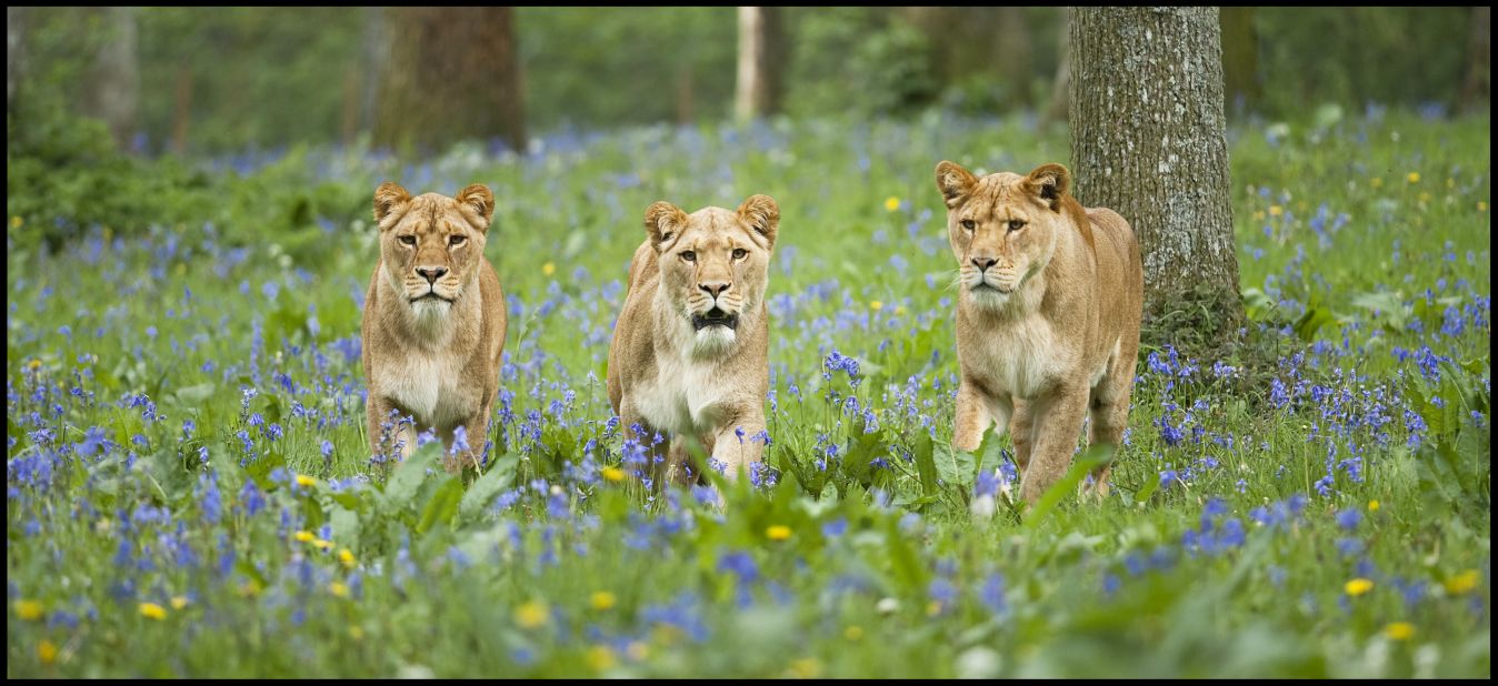 Longleat is home to the first drive-through safari park outside Africa -- an initiative designed to generate much-needed funds. When it first opened in 1966, visitors queued for hours for the chance to see its pride of African lions. 