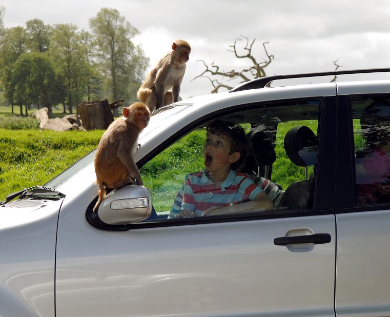 Longleat's troupe of rhesus macaques love climbing on cars and surprising visitors. 