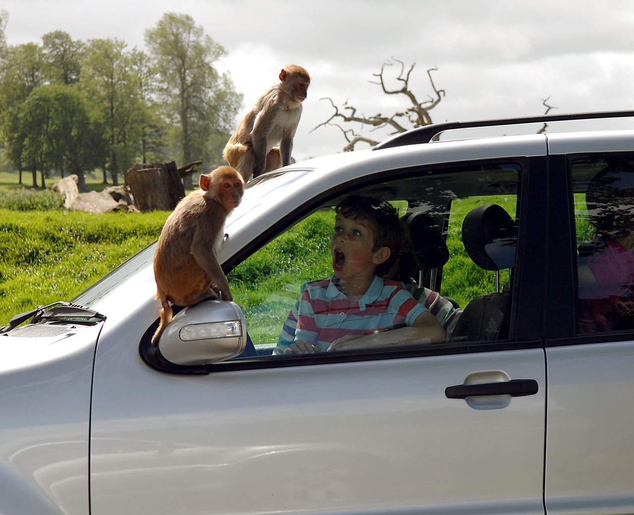 Longleat's troupe of rhesus macaques love climbing on cars and surprising visitors. 