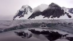 minke whale eye view wwf antarctica video