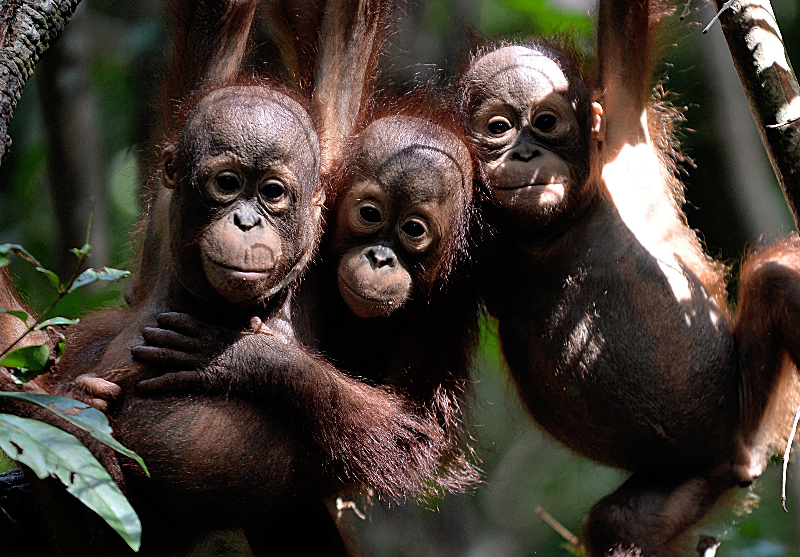 Borneo's orangutan population slashed by more than half in 16