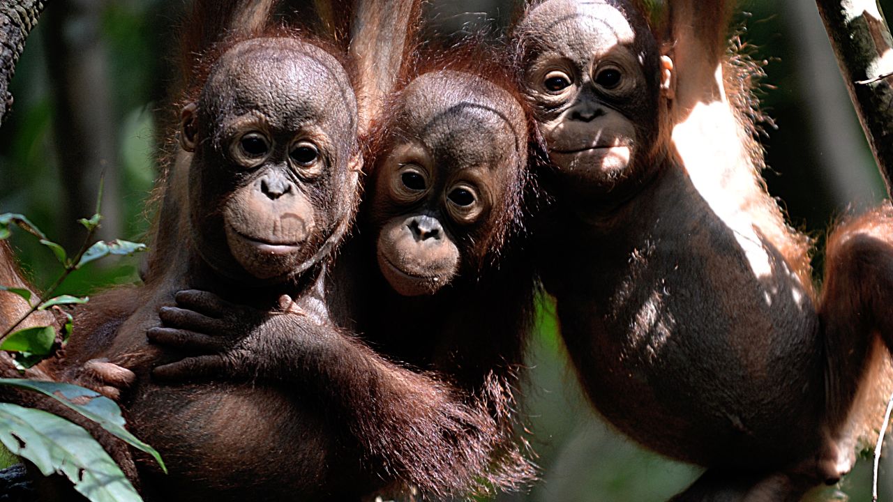 Three orphaned baby orangutans at a "jungle school" in Indonesian Borneo.