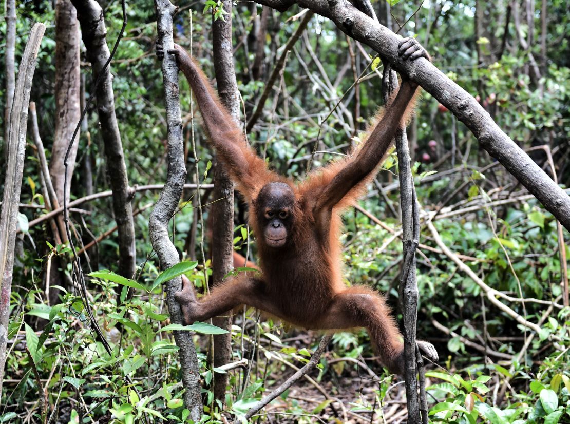 Bornean orangutans are threatened by hunting and deforestation.