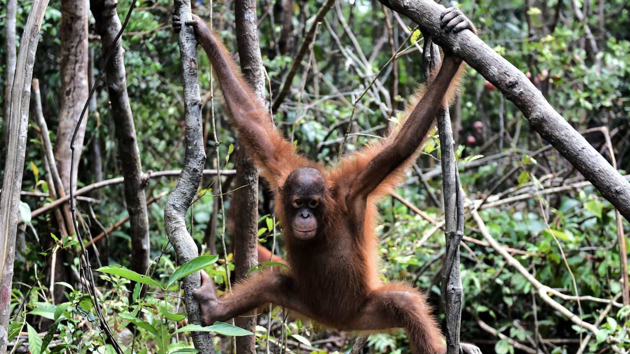 Bornean orangutans are threatened by hunting and deforestation.