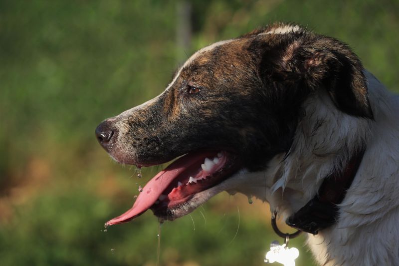 Dog food outlet canine heart disease