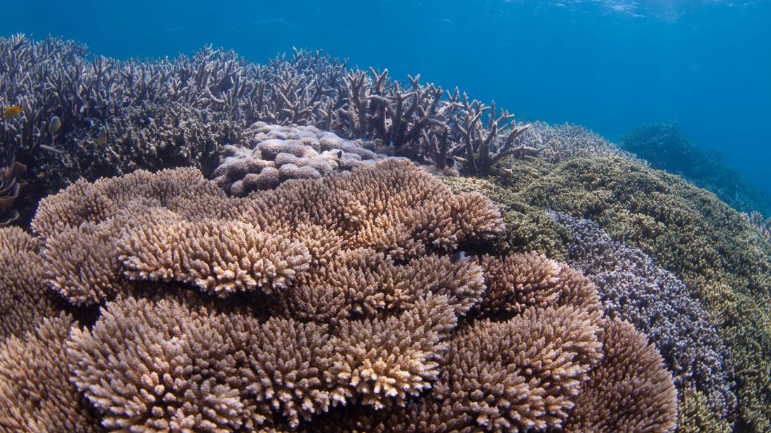 <strong>Chumbe Island: </strong>Over 200 species of hard coral and around 450 fish species live within the one kilometer stretch of the eastern side of the island.  