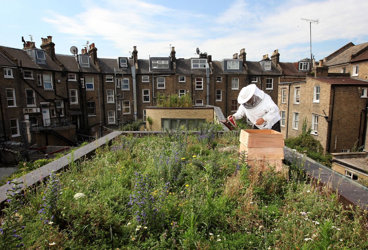 As more cities are trying to incorporate greenery into urban living, green roofs have been sprouting up in different places, bringing with them benefits such as reducing flood risk, cooling buildings and providing places for nature to thrive.<br /><br />Beehives in England can be found on top of iconic buildings such as St Paul's Cathedral and luxury department store Fortnum & Mason.  