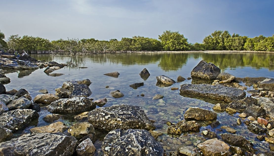 Al Thakira Mangroves: Desert greenery.