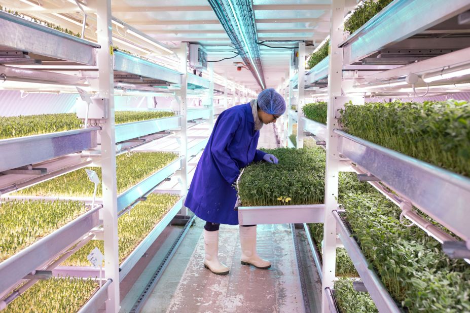 Originally a World War II air-raid shelter, this underground tunnel in London is being used to grow micro greens and salad leaves.