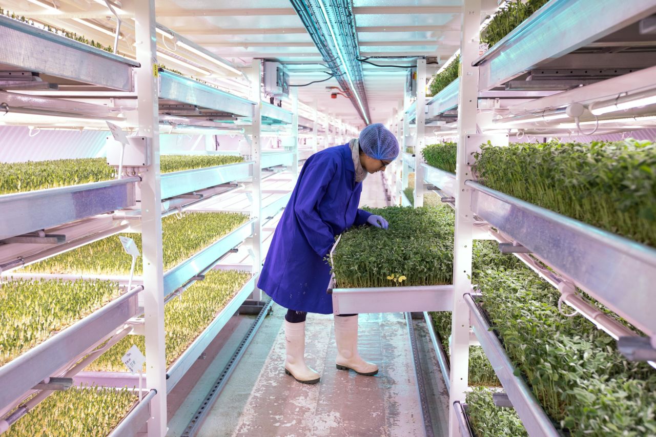 Micro greens and salad leaves are grown year-round in <a href="https://edition.cnn.com/travel/article/growing-underground-london-bomb-shelter-farm/index.html" target="_blank">an underground tunnel </a>in Clapham, London, which was originally built as an air-raid shelter during World War II.