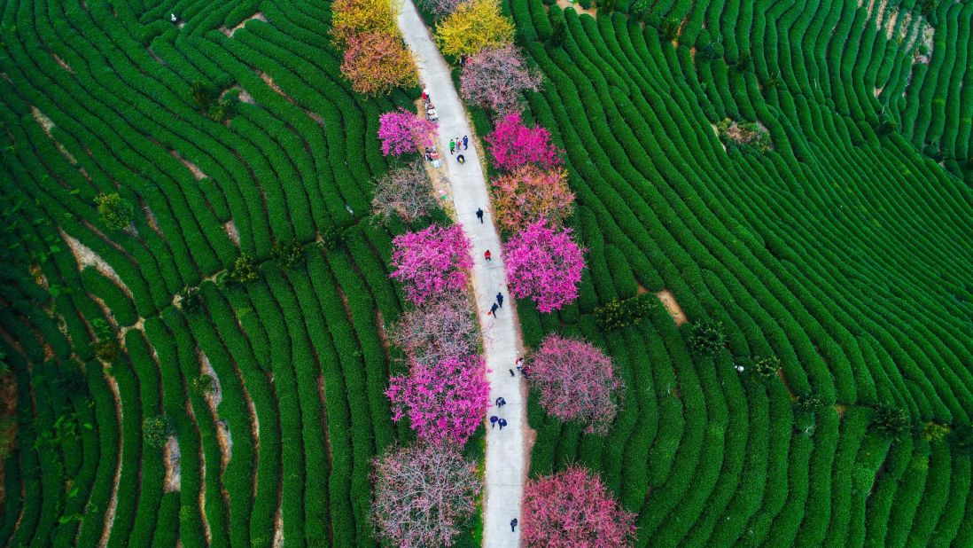 <strong>Longyan, China: </strong>From February, this aerial shot shows cherry trees in bloom at a tea plantation in Yongfu Town in Longyan, Fujian. 
