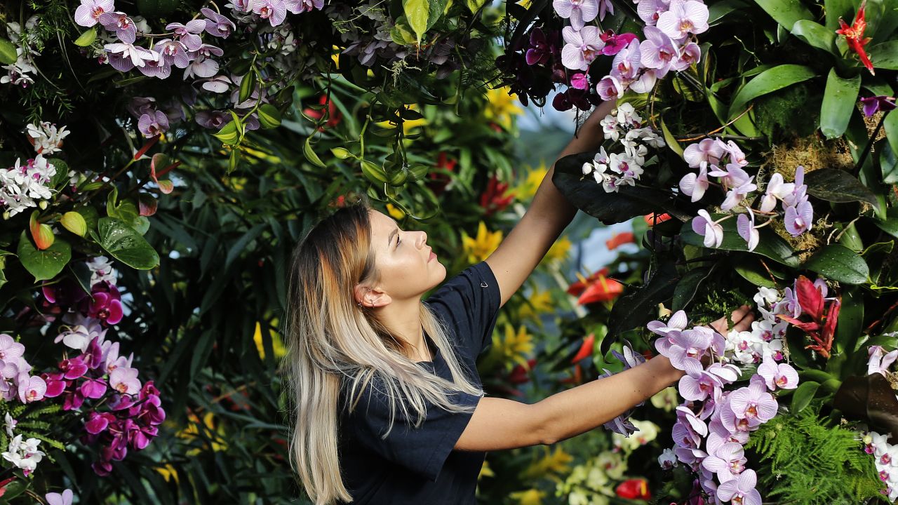 <strong>London, UK: </strong>Kew Gardens worker Jenny Forgie adjusts a display ahead of the celebrated gardens' annual Orchid Festival, which in 2018 runs from February 10 to March 11. 