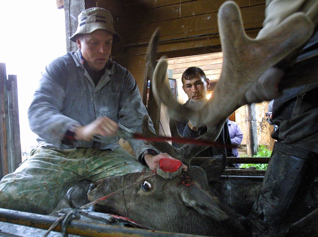 A Siberian herdsmen saws off a deer's antlers in the Altai territory of Terekta.