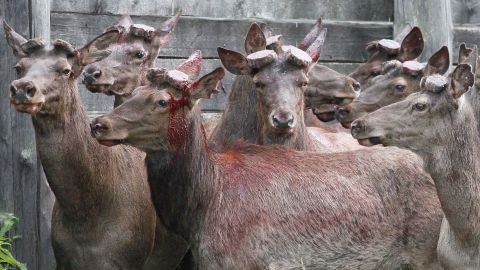 Siberian red deer at a farm after the annual antler cutting near the Siberian city of Krasnoyarsk.