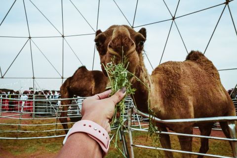 <strong>Annual event:</strong> There's an on-site dome enclosure where travelers can view rare and special camels, as well as activities including camel racing and a camel beauty pageant.<br />