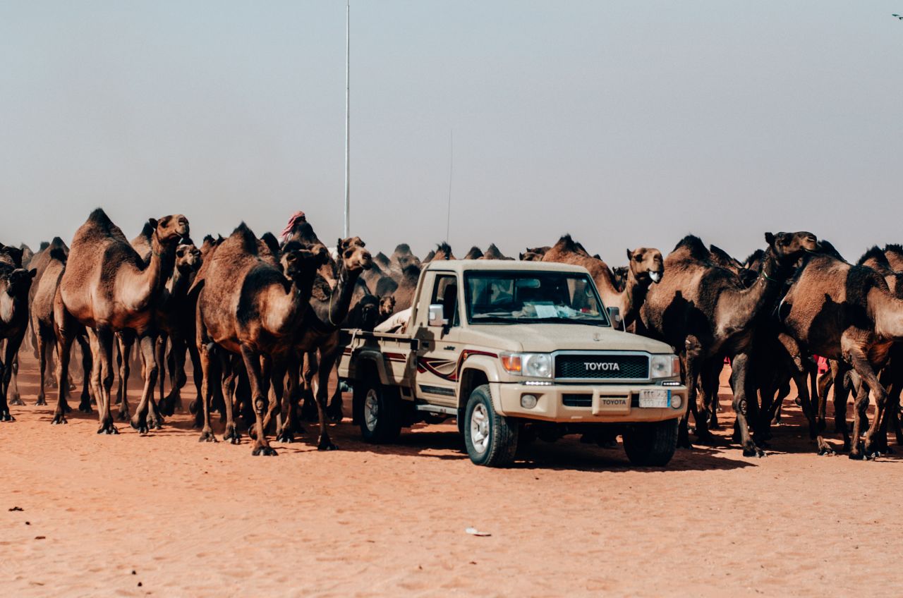 A record 6,120 camels took part in the annual festival in 2018.