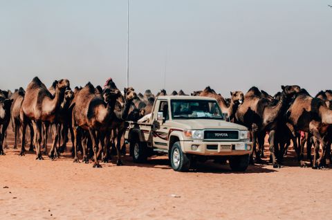 <strong>Desert excursion:</strong> King Abdulaziz Camel Festival is hosted in Al-Dahna, an empty swathe of desert about 90 minutes' drive from Riyadh. It is a good event to time a trip to Saudi Arabia around.<br />