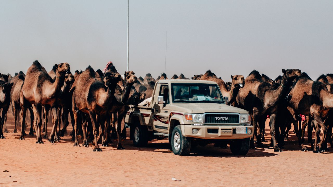 A record 6,120 camels took part in the annual festival in 2018.