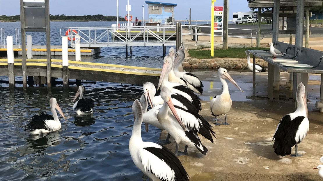 Flocks of pelicans and black swans can be spotted along the shores of Gippsland Lakes.
