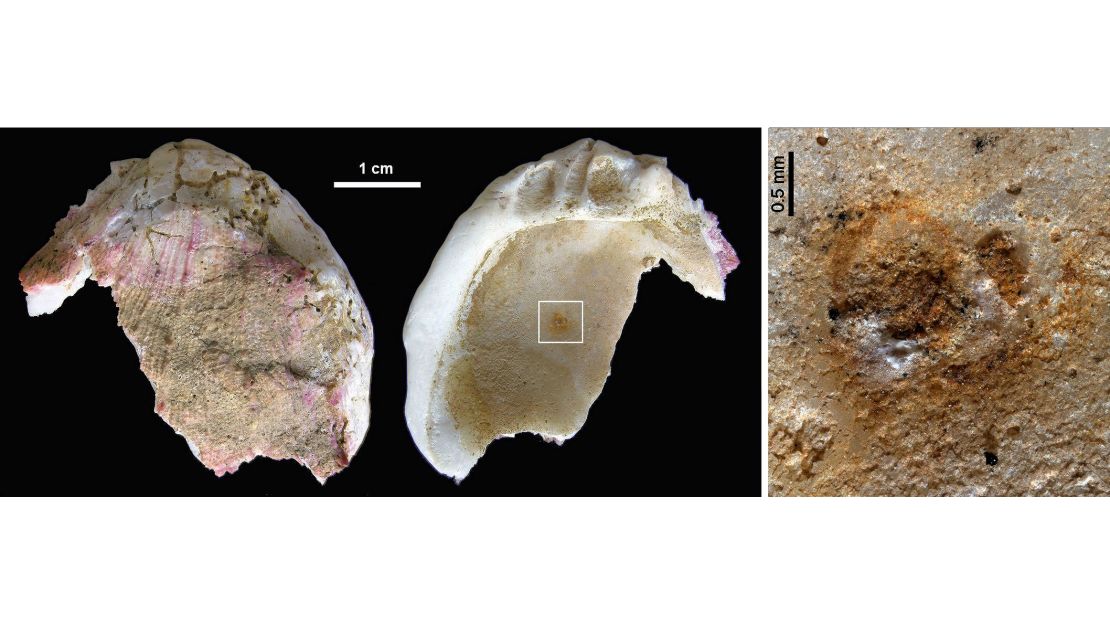 A shell with remnants of pigments is between 115,000 and 120,000 years old. 