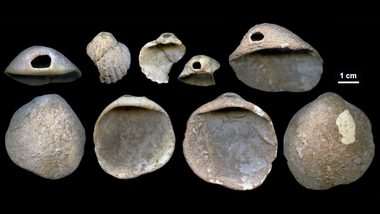 These perforated shells were found in Spain's Cueva de los Aviones sea cave and date to between 115,000 and 120,000 years ago. Researchers believe these served as body ornamentation for Neanderthals.