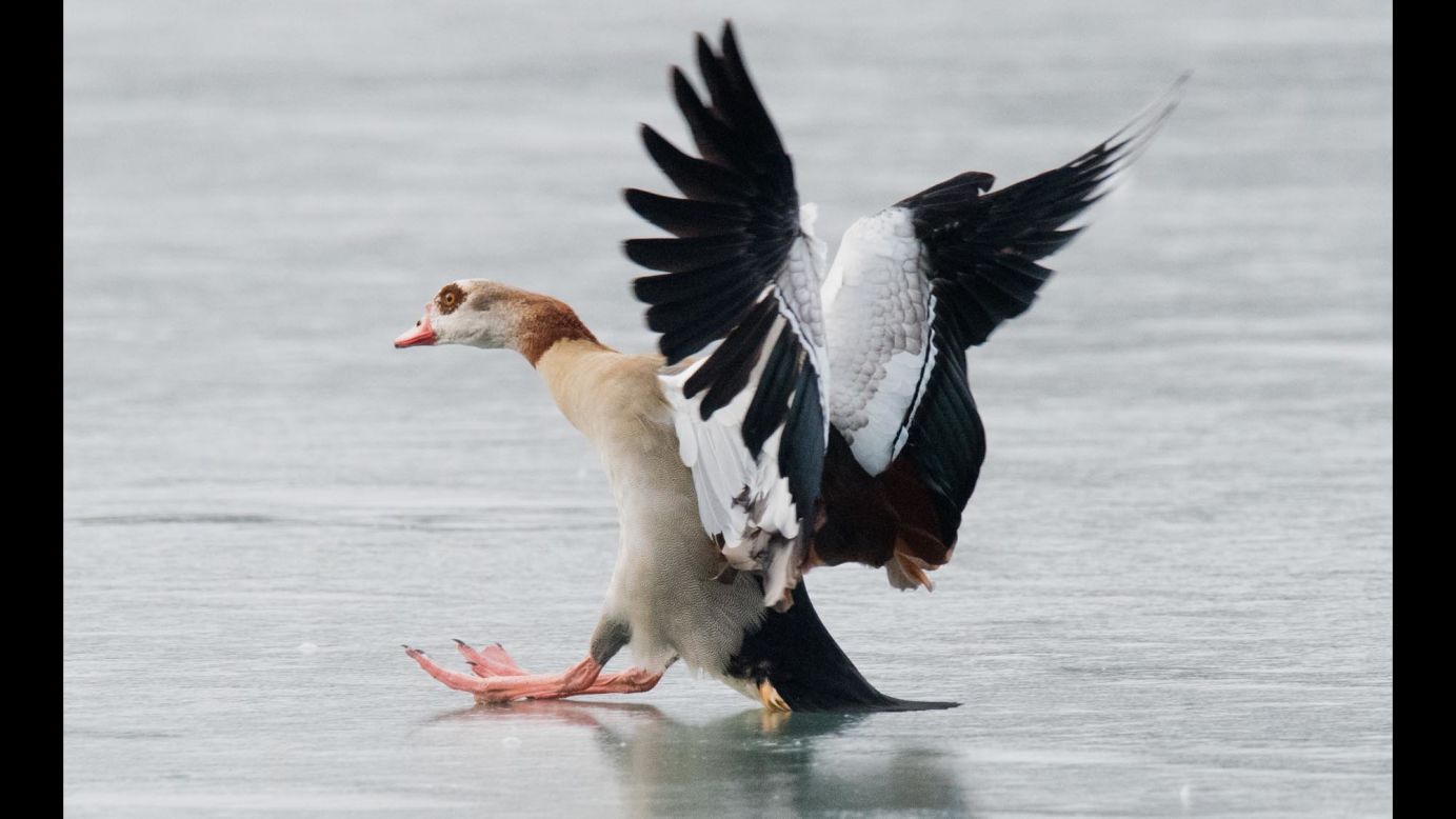 An Egyptian goose slides over the ice as it tries to land on the frozen Maschsee lake in northern Germany, on Monday, February 19.