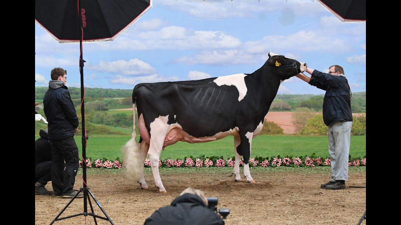 A cow is prepared for a photo shoot during a dairy cow beauty pageant on Thursday, February 22 in Germany.