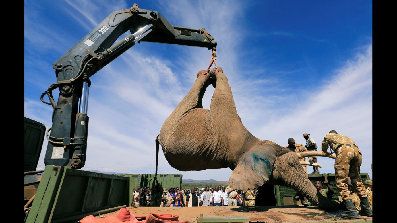 Kenya Wildlife Service rangers load a tranquillized elephant onto a truck during a translocation exercise on Wednesday February 21.