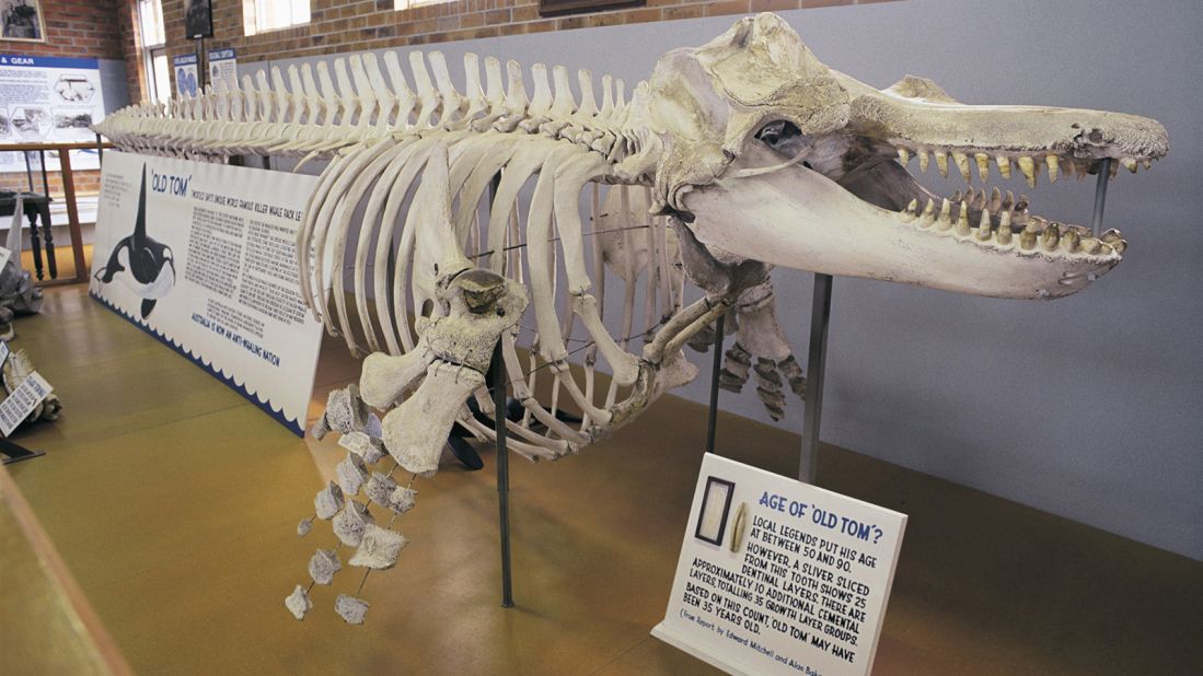 <strong>Eden Killer Whale Museum: </strong>Eden's Killer Whale Museum details the symbiotic relationship that evolved between the town's whalers and a pod of killer whales. Displays include this killer whale skeleton, nicknamed "Old Tom." 