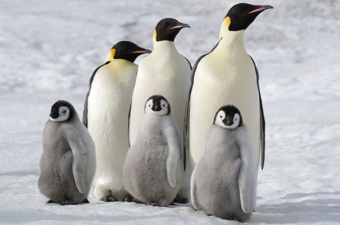 'March of the Penguins' (Photo by: Daisy Gilardini)