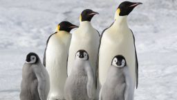 March of the Penguins 2: The Next Step -- Filmmaker Luc Jacquet returns to the Antarctic to revisit the Emperor Penguins who call the frozen continent home. A decade after making his Academy Award winning March of the Penguins, Jacquet spent two months shooting in the Antarctic winter using the new technology of 4K cameras, airborne drones, and under-ice diving to show the astonishing lives of these mysterious creatures in an entirely new light. March of the Penguins 2 tells the story of two penguins, a father and son, as they face and overcome the almost unimaginable challenges of life in this hostile land. (Photo by: Daisy Gilardini/Hulu)