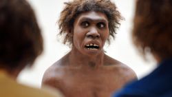 ** EMBARGOED UNTIL MARCH 13, 2013 UNTIL 00.01 UK TIME **
(FILES) -- A photo taken on July 2, 2008 in Eyzies-de-Tayac, Dordogne, shows a model representing a Neanderthal man on display at the National Museum of Prehistory. Neanderthal brains were adapted to allow them to see better and maintain larger bodies, according to new research by the University of Oxford and the Natural History Museum, London.   AFP PHOTO PIERRE ANDRIEU        (Photo credit should read PIERRE ANDRIEU/AFP/Getty Images)