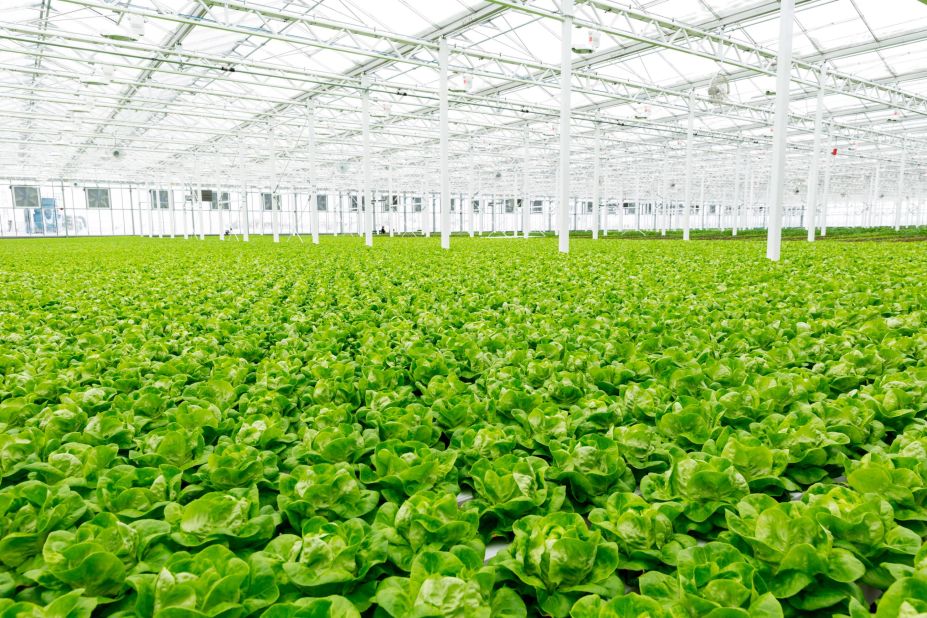 This Boston lettuce is grown at the 63,000 square feet farm in Anjou, which opened in 2017. The farm also has an online market.   