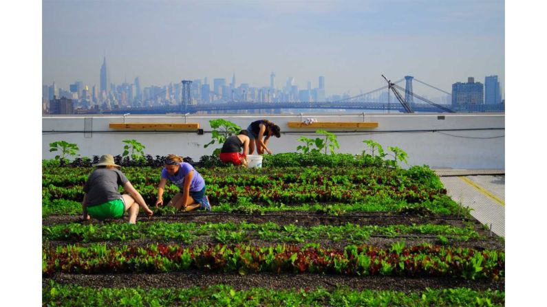 Located at the historic Brooklyn Navy Yard, this massive 1.5 acre <a href="index.php?page=&url=https%3A%2F%2Fwww.brooklyngrangefarm.com%2F" target="_blank" target="_blank">rooftop farm</a> was built in 2012.