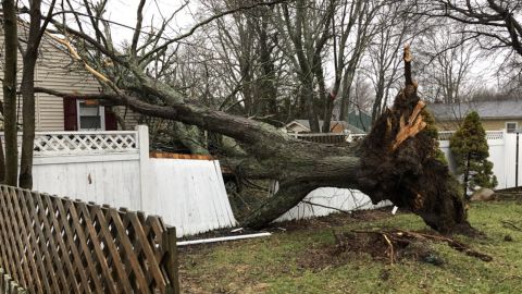 This downed tree in Brockton, Massachusetts, was tweeted by Brockton Mayor Bill Carpenter on March 2.