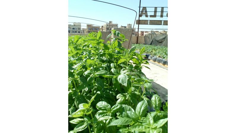 To help low-income families start micro-urban gardens in Egypt, this <a href="index.php?page=&url=http%3A%2F%2Fschaduf.com%2F" target="_blank" target="_blank">company</a> provides technical training and supplies to urban farmers. 