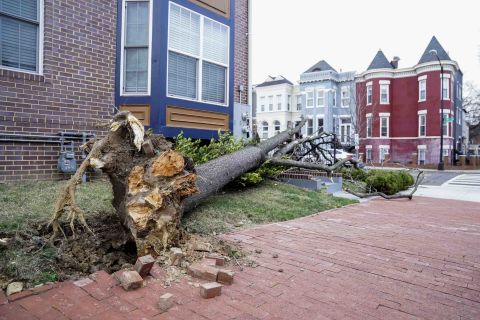 Winds bring down a tree in Washington on March 2.