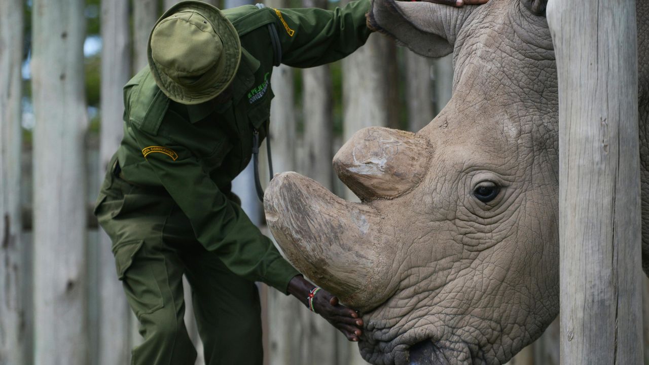 TO GO WITH AFP STORY BY NICOLAS DELAUNAY
A caregiver calms Sudan, the last known male of the northern white rhinoceros subspecies, on December 5, 2016, at the Ol Pejeta conservancy in Laikipia County -- at the foot of Mount Kenya -- that is home to the planet's last-three northern white rhinoceros.
As 2016 draws to an end, awareness of the devastation of poaching is greater than ever and countries have turned to high-tech warfare -- drones, night-goggles and automatic weapons -- to stop increasingly armed poachers. According to the International Union for Conservation of Nature (IUCN), at the African Black market, rhino horn sells for up to 60,000 USD (57,000 euros) per kilogram -- more than gold or cocaine -- and in the last eight years alone roughly a quarter of the world population has been killed in South Africa, home to 80 percent of the remaining animals. / AFP / Tony KARUMBA        (Photo credit should read TONY KARUMBA/AFP/Getty Images)