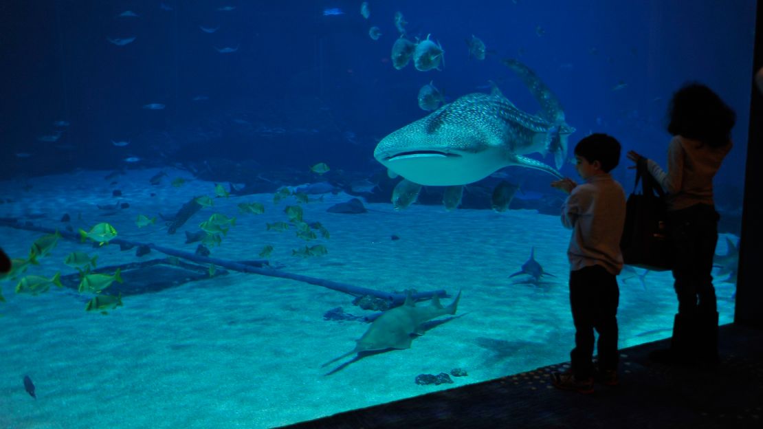 The Georgia Aquarium is a great place to see creatures of the watery world.