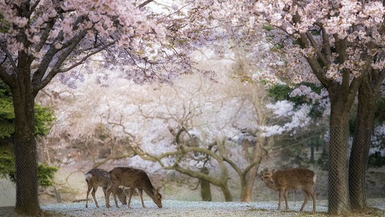 <strong>Nara: </strong>A scene straight out of a fairytale. The ancient capital of Nara's "Deer Park," right in the center of the city, offers excellent hanami -- flower viewing -- opportunities. 